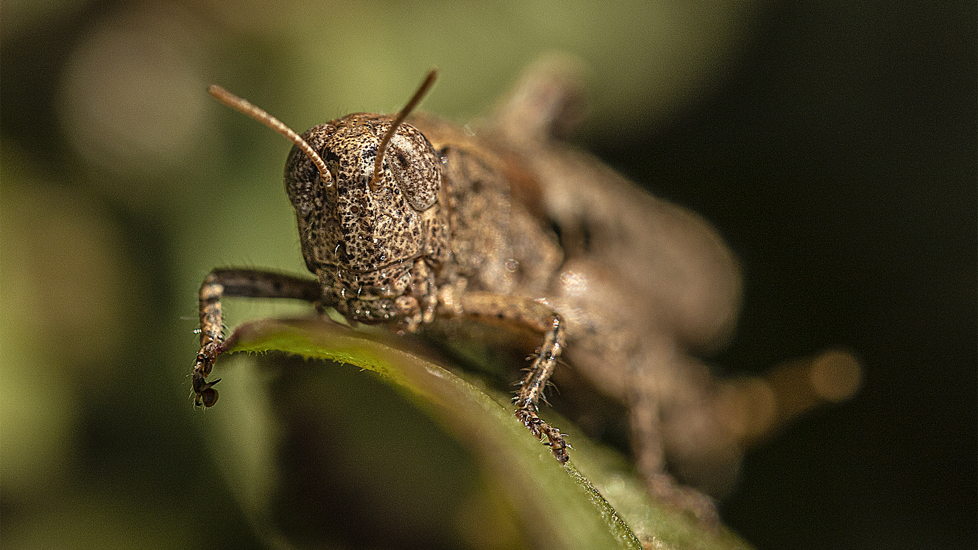 8-grasshopper
